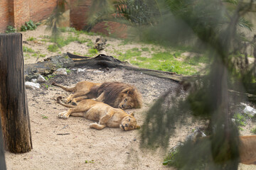 African lions resting together in an outdoor enclosure