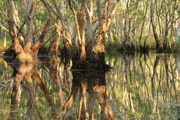 Beautiful landscape with old Melaleuca or Paper Bark trees and reflection in peat swamp forest wetlands , Rayong Botanical Garden ,Thailand