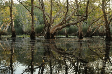 Beautiful landscape with old Melaleuca or Paper Bark trees and reflection in peat swamp forest wetlands , Rayong Botanical Garden ,Thailand