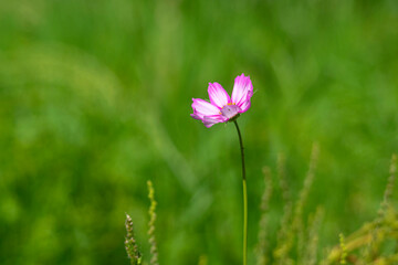 Cosmos flower in the garden