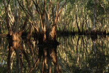Beautiful landscape with old Melaleuca or Paper Bark trees and reflection in peat swamp forest wetlands , Rayong Botanical Garden ,Thailand