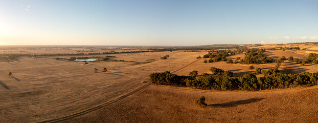 Aerial view over a Cattle Farmland in the Evening Sun, Gingin, Wheatbelt, Westaustralien, Australia
