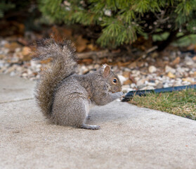 Grey squirrel eating food on sidewalk with copy space