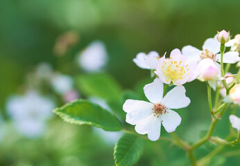 Obraz premium 野生の野バラの花のクローズアップ