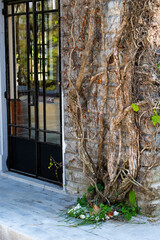 Creeping Fig Vine on Wall Beside Door Symbolizing Bondage and Freedom