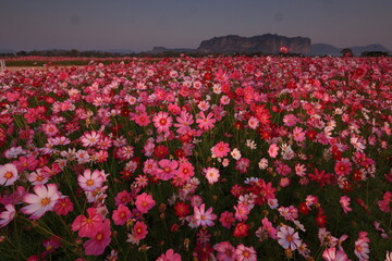 Cosmos@Phuphaman. A beautiful vibrant cosmos flowers blooming in  Phuphaman district, Khon Kaen province, THAILAND