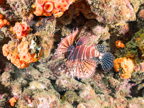 キリンミノ, フサカサゴ科,
Zebra turkeyfish, Dendrochirus zebra, 
他。
ヒリゾ浜南伊豆町中木
静岡県伊豆半島-2025
日本有数のシュノーケリングスポット。
夏の数カ月間だけ渡し船で行ける。
水質透明度魚影が素晴らしい。
