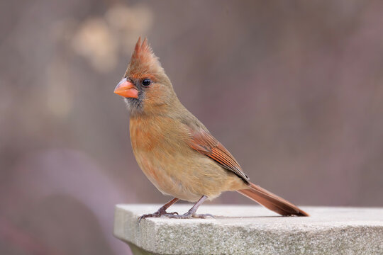 Side view of pretty female northern cardinal Cardinalis cardinalis standing on a stone slab