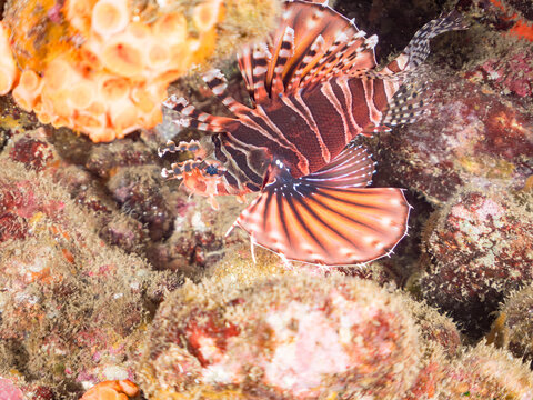 キリンミノ, フサカサゴ科,
Zebra turkeyfish, Dendrochirus zebra, 
他。
ヒリゾ浜南伊豆町中木
静岡県伊豆半島-2025
日本有数のシュノーケリングスポット。
夏の数カ月間だけ渡し船で行ける。
水質透明度魚影が素晴らしい。
