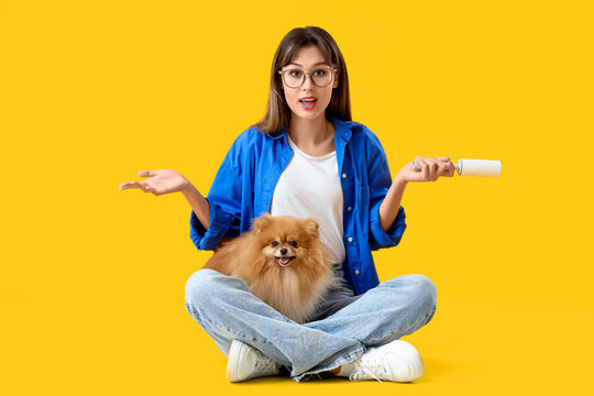 Confused young woman with cute Pomeranian dog and lint roller sitting on yellow background