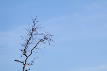 Bare tree branches reaching towards the clear blue sky on a bright day with natural light and ample copy space, symbolizing resilience and minimalism