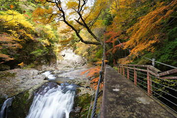 紅葉に包まれた秋のみたらい渓谷