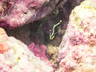 コロダイ, イサキ科,
Painted Sweetlips, Diagramma pictum,
幼魚yg,
他。
ヒリゾ浜南伊豆町中木
静岡県伊豆半島-2025
日本有数のシュノーケリングスポット。
夏の数カ月間だけ渡し船で行ける。
水質透明度魚影が素晴らしい。
