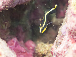 コロダイ, イサキ科,
Painted Sweetlips, Diagramma pictum,
幼魚yg,
他。
ヒリゾ浜南伊豆町中木
静岡県伊豆半島-2025
日本有数のシュノーケリングスポット。
夏の数カ月間だけ渡し船で行ける。
水質透明度魚影が素晴らしい。
