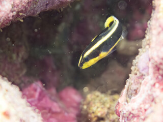 コロダイ, イサキ科,
Painted Sweetlips, Diagramma pictum,
幼魚yg,
他。
ヒリゾ浜南伊豆町中木
静岡県伊豆半島-2025
日本有数のシュノーケリングスポット。
夏の数カ月間だけ渡し船で行ける。
水質透明度魚影が素晴らしい。
