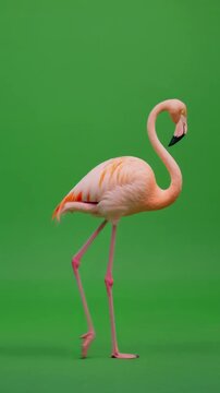 pink flamingo, isolated on green screen back ground, part 3