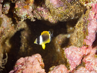 チョウチョウウオ, チョウチョウウオ科,
Oriental ButterflyFish, Chaetodon aurites,
幼魚yg,
他。
ヒリゾ浜南伊豆町中木
静岡県伊豆半島-2025
日本有数のシュノーケリングスポット。
夏の数カ月間だけ渡し船で行ける。
水質透明度魚影が素晴らしい。
