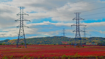 Autumn view of Blue berry field with power towers and lines 