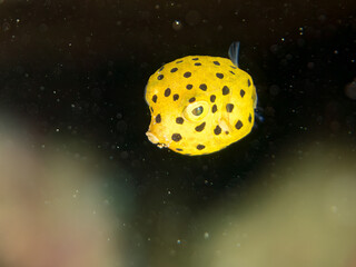 ミナミハコフグ, ハコフグ科,
Yellow Boxfish, Ostracion cubicus,
ハコフグ, ハコフグ科,
Boxfish, Ostracion immaculatus,
幼魚
ヒリゾ浜南伊豆町中木
静岡県伊豆半島-2025
日本有数のシュノーケリングスポット。
夏の数カ月間だけ渡し船で行ける。
水質透明度魚影が素晴らしい。
