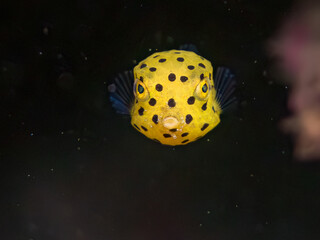 ミナミハコフグ, ハコフグ科,
Yellow Boxfish, Ostracion cubicus,
ハコフグ, ハコフグ科,
Boxfish, Ostracion immaculatus,
幼魚
ヒリゾ浜南伊豆町中木
静岡県伊豆半島-2025
日本有数のシュノーケリングスポット。
夏の数カ月間だけ渡し船で行ける。
水質透明度魚影が素晴らしい。
