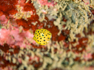 ミナミハコフグ, ハコフグ科,
Yellow Boxfish, Ostracion cubicus,
ハコフグ, ハコフグ科,
Boxfish, Ostracion immaculatus,
幼魚
ヒリゾ浜南伊豆町中木
静岡県伊豆半島-2025
日本有数のシュノーケリングスポット。
夏の数カ月間だけ渡し船で行ける。
水質透明度魚影が素晴らしい。
