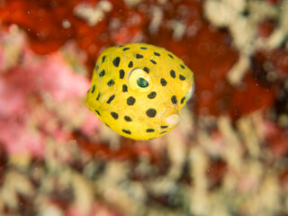 ミナミハコフグ, ハコフグ科,
Yellow Boxfish, Ostracion cubicus,
ハコフグ, ハコフグ科,
Boxfish, Ostracion immaculatus,
幼魚
ヒリゾ浜南伊豆町中木
静岡県伊豆半島-2025
日本有数のシュノーケリングスポット。
夏の数カ月間だけ渡し船で行ける。
水質透明度魚影が素晴らしい。
