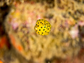 ミナミハコフグ, ハコフグ科,
Yellow Boxfish, Ostracion cubicus,
ハコフグ, ハコフグ科,
Boxfish, Ostracion immaculatus,
幼魚
ヒリゾ浜南伊豆町中木
静岡県伊豆半島-2025
日本有数のシュノーケリングスポット。
夏の数カ月間だけ渡し船で行ける。
水質透明度魚影が素晴らしい。
