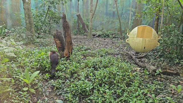 Curious Monkey Wandering Through the Forest