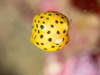 ミナミハコフグ, ハコフグ科,
Yellow Boxfish, Ostracion cubicus,
ハコフグ, ハコフグ科,
Boxfish, Ostracion immaculatus,
幼魚
ヒリゾ浜南伊豆町中木
静岡県伊豆半島-2025
日本有数のシュノーケリングスポット。
夏の数カ月間だけ渡し船で行ける。
水質透明度魚影が素晴らしい。
