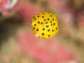 ミナミハコフグ, ハコフグ科,
Yellow Boxfish, Ostracion cubicus,
ハコフグ, ハコフグ科,
Boxfish, Ostracion immaculatus,
幼魚
ヒリゾ浜南伊豆町中木
静岡県伊豆半島-2025
日本有数のシュノーケリングスポット。
夏の数カ月間だけ渡し船で行ける。
水質透明度魚影が素晴らしい。
