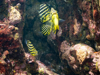 カゴカキダイ, カゴカキダイ科,
Stripey, Microcanthus strigatus,
幼魚yg, 
他。
ヒリゾ浜南伊豆町中木
静岡県伊豆半島-2025
日本有数のシュノーケリングスポット。
夏の数カ月間だけ渡し船で行ける。
水質透明度魚影が素晴らしい。
