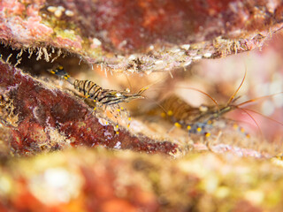 イソスジエビ, テナガエビ科,
Common Shrimp, Palaemon pacificus,
他。
ヒリゾ浜南伊豆町中木
静岡県伊豆半島-2025
日本有数のシュノーケリングスポット。
夏の数カ月間だけ渡し船で行ける。
水質透明度魚影が素晴らしい。
