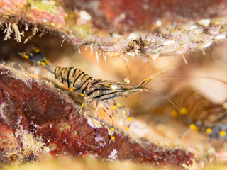 イソスジエビ, テナガエビ科,
Common Shrimp, Palaemon pacificus,
他。
ヒリゾ浜南伊豆町中木
静岡県伊豆半島-2025
日本有数のシュノーケリングスポット。
夏の数カ月間だけ渡し船で行ける。
水質透明度魚影が素晴らしい。
