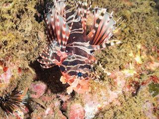 キリンミノ, フサカサゴ科,
Zebra turkeyfish, Dendrochirus zebra, 
他。
ヒリゾ浜南伊豆町中木
静岡県伊豆半島-2025
日本有数のシュノーケリングスポット。
夏の数カ月間だけ渡し船で行ける。
水質透明度魚影が素晴らしい。
