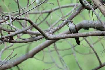 A detailed shot of an Banded Bay Cuckoo showcasing its intricate black and white barred plumage on the breast and belly. The bird is perched alertly on a wooden branch against a soft background.
