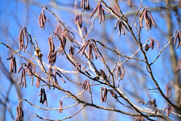 Flowers and cone-like nuts of Japanese alder. Betulaceae deciduous. The bark and fruit contain tannins, which are used as dyes.