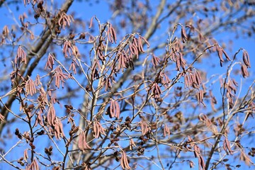Flowers and cone-like nuts of Japanese alder. Betulaceae deciduous. The bark and fruit contain tannins, which are used as dyes.