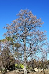 Flowers and cone-like nuts of Japanese alder. Betulaceae deciduous. The bark and fruit contain tannins, which are used as dyes.