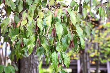 Flowers and cone-like nuts of Japanese alder. Betulaceae deciduous. The bark and fruit contain tannins, which are used as dyes.
