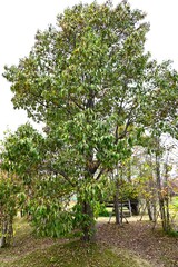 Flowers and cone-like nuts of Japanese alder. Betulaceae deciduous. The bark and fruit contain tannins, which are used as dyes.