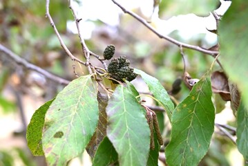 Flowers and cone-like nuts of Japanese alder. Betulaceae deciduous. The bark and fruit contain tannins, which are used as dyes.