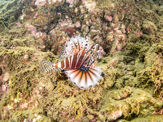 キリンミノ, フサカサゴ科,
Zebra turkeyfish, Dendrochirus zebra, 
他。
ヒリゾ浜南伊豆町中木
静岡県伊豆半島-2025
日本有数のシュノーケリングスポット。
夏の数カ月間だけ渡し船で行ける。
水質透明度魚影が素晴らしい。
