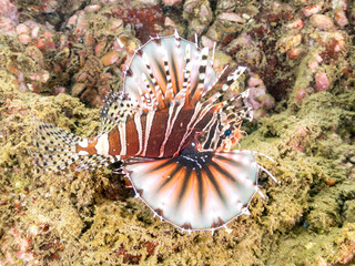キリンミノ, フサカサゴ科,
Zebra turkeyfish, Dendrochirus zebra, 
他。
ヒリゾ浜南伊豆町中木
静岡県伊豆半島-2025
日本有数のシュノーケリングスポット。
夏の数カ月間だけ渡し船で行ける。
水質透明度魚影が素晴らしい。
