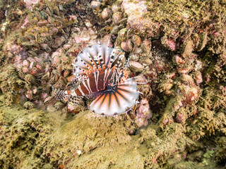 キリンミノ, フサカサゴ科,
Zebra turkeyfish, Dendrochirus zebra, 
他。
ヒリゾ浜南伊豆町中木
静岡県伊豆半島-2025
日本有数のシュノーケリングスポット。
夏の数カ月間だけ渡し船で行ける。
水質透明度魚影が素晴らしい。
