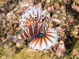 キリンミノ, フサカサゴ科,
Zebra turkeyfish, Dendrochirus zebra, 
他。
ヒリゾ浜南伊豆町中木
静岡県伊豆半島-2025
日本有数のシュノーケリングスポット。
夏の数カ月間だけ渡し船で行ける。
水質透明度魚影が素晴らしい。
