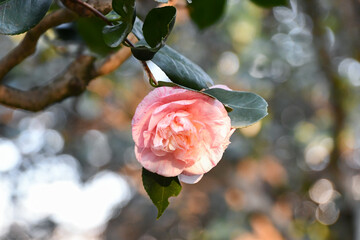 椿「沖の朝日」　Camellia 'Oki-no-Asahi'