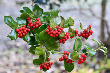 ヤバネヒイラギモチ　Chinese holly