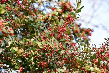 アマミヒイラギモチ　Okinawan holly