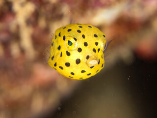 ミナミハコフグ, ハコフグ科,
Yellow Boxfish, Ostracion cubicus,
ハコフグ, ハコフグ科,
Boxfish, Ostracion immaculatus,
幼魚
ヒリゾ浜南伊豆町中木
静岡県伊豆半島-2025
日本有数のシュノーケリングスポット。
夏の数カ月間だけ渡し船で行ける。
水質透明度魚影が素晴らしい。
