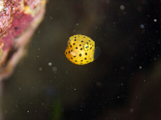 ミナミハコフグ, ハコフグ科,
Yellow Boxfish, Ostracion cubicus,
ハコフグ, ハコフグ科,
Boxfish, Ostracion immaculatus,
幼魚
ヒリゾ浜南伊豆町中木
静岡県伊豆半島-2025
日本有数のシュノーケリングスポット。
夏の数カ月間だけ渡し船で行ける。
水質透明度魚影が素晴らしい。
